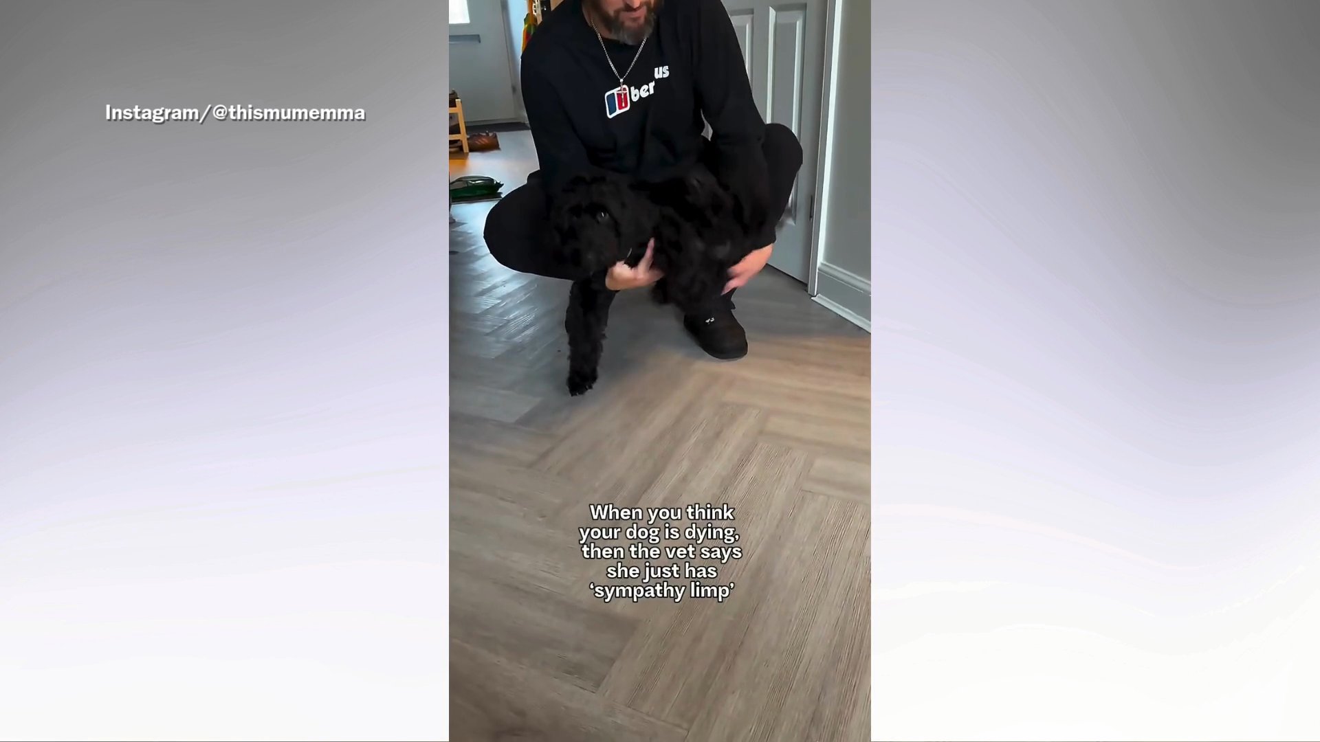 Dog pretends to have hurt paw
