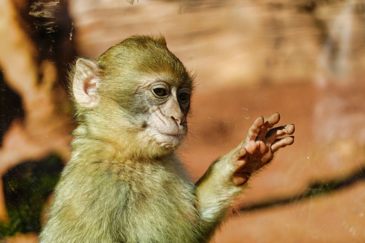 Baby monkey Punch waves to fans at Ichikawa Zoo: A heartwarming moment