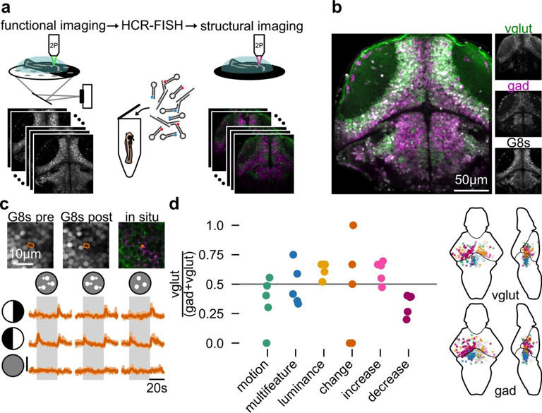 Follow motion or light? How the brain deals with multiple visual inputs