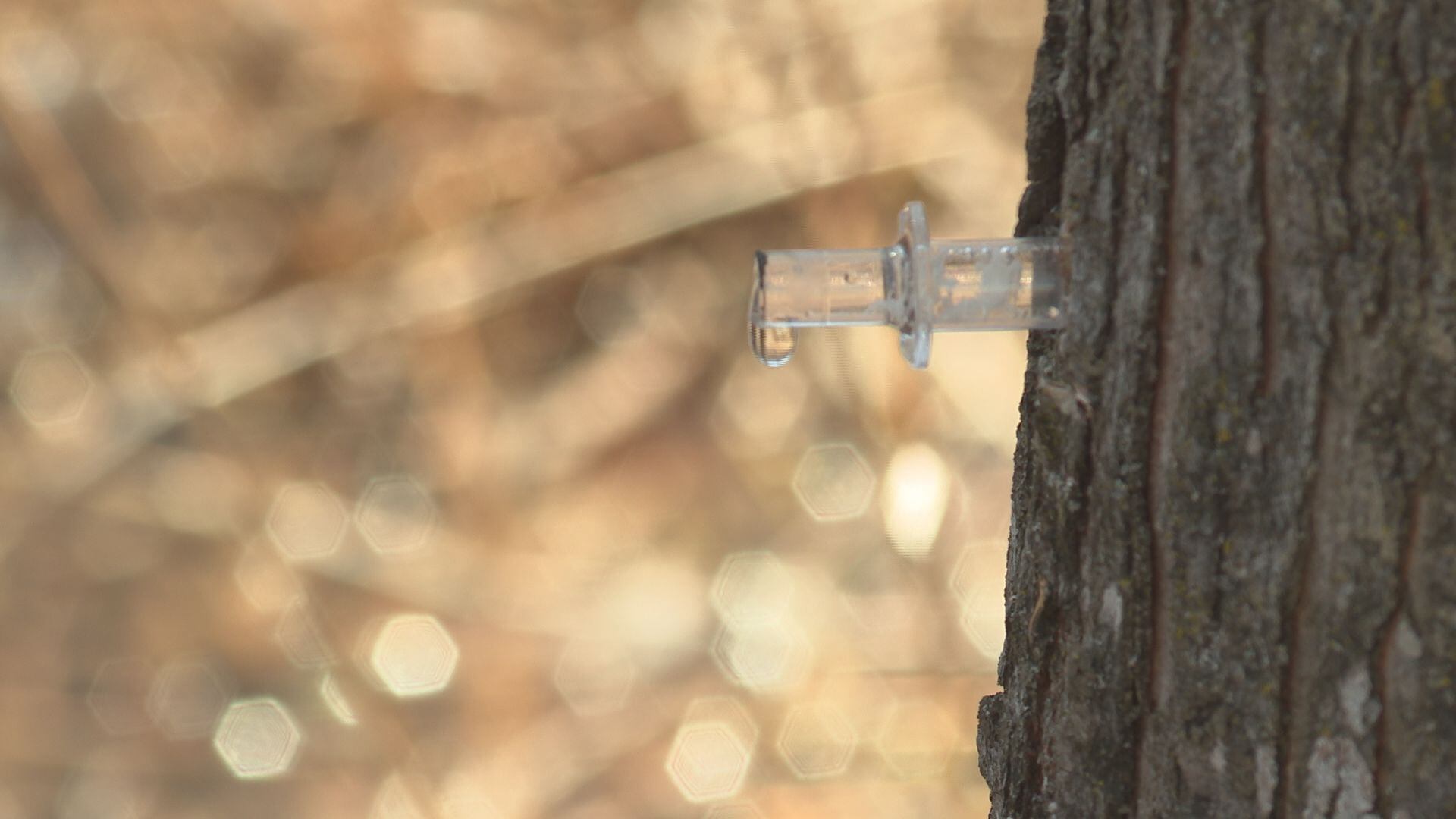 Auburndale students tap hundreds of trees as part of forestry and ...
