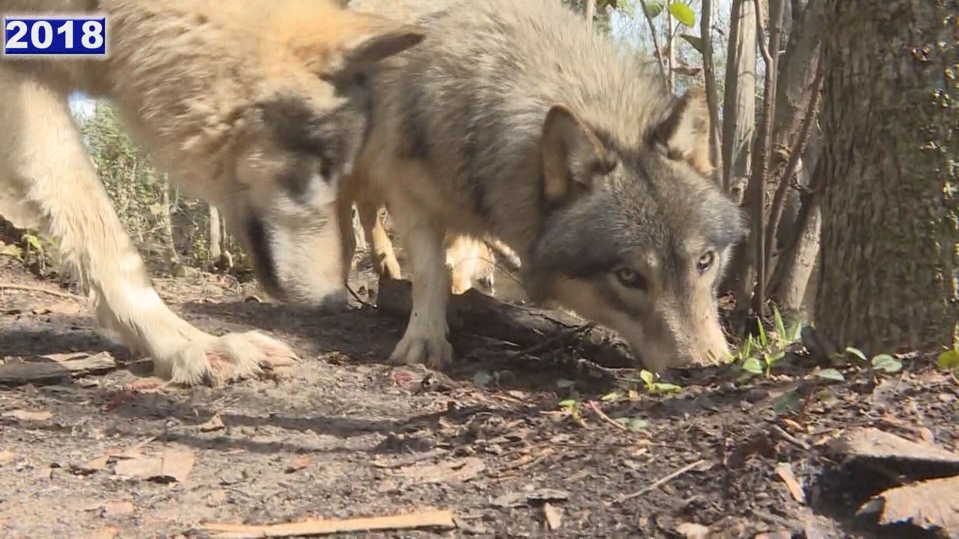 Seacrest wolves moved to safety