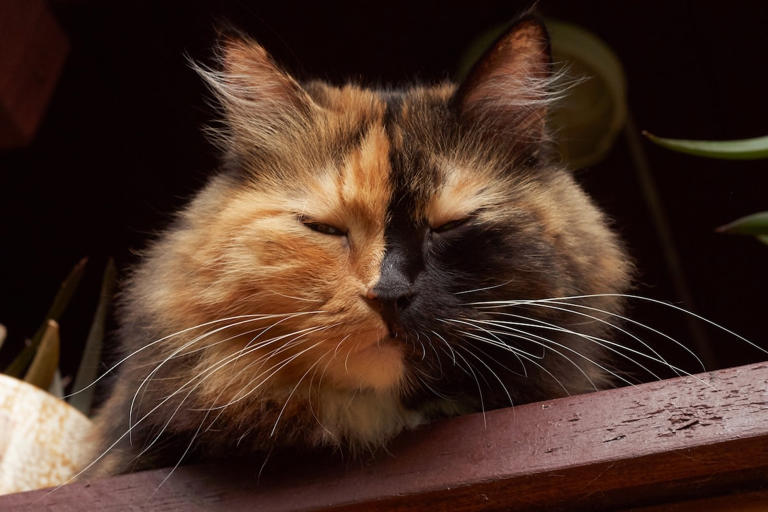 Split-faced Maine Coon kitten’s coloring belongs in an art gallery
