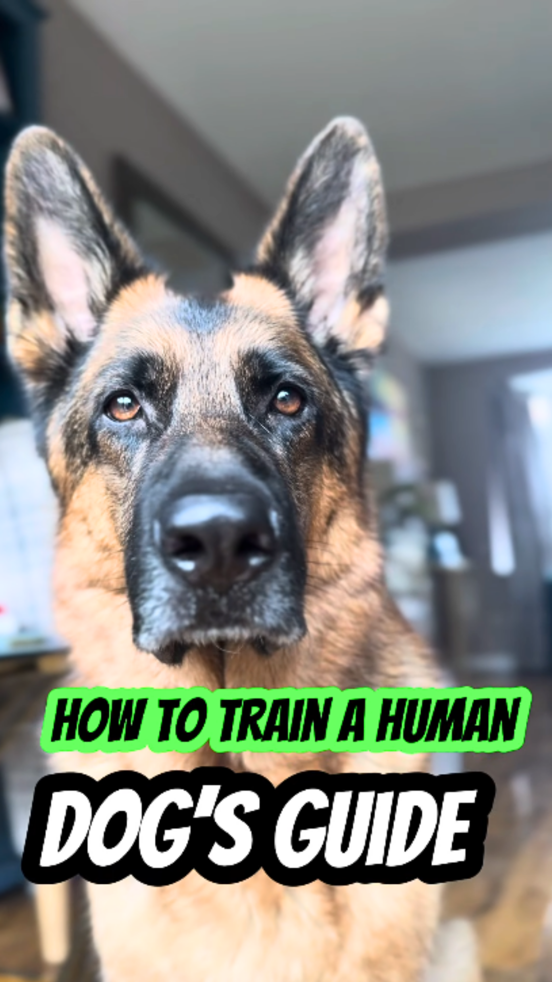 How to train your human?