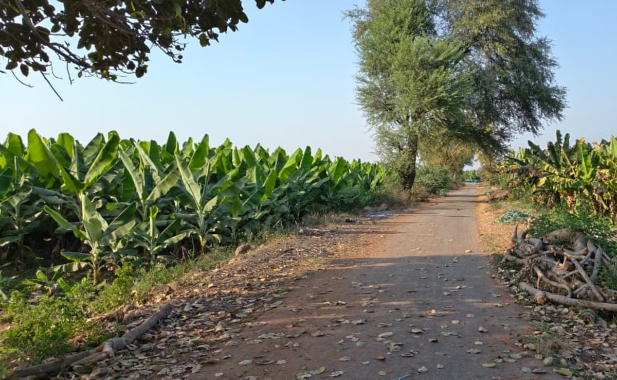 How Iran-Israel war is impacting Madhya Pradesh's banana farmers
