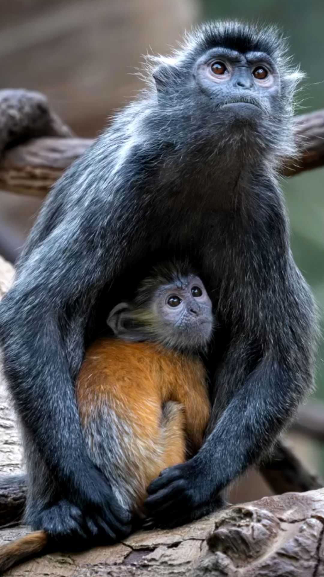Juvenile Silvered Langurs Fascinating Orange Birth Color