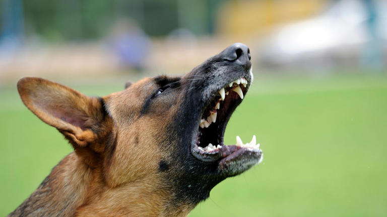 Girl seriously injured after dog mauling