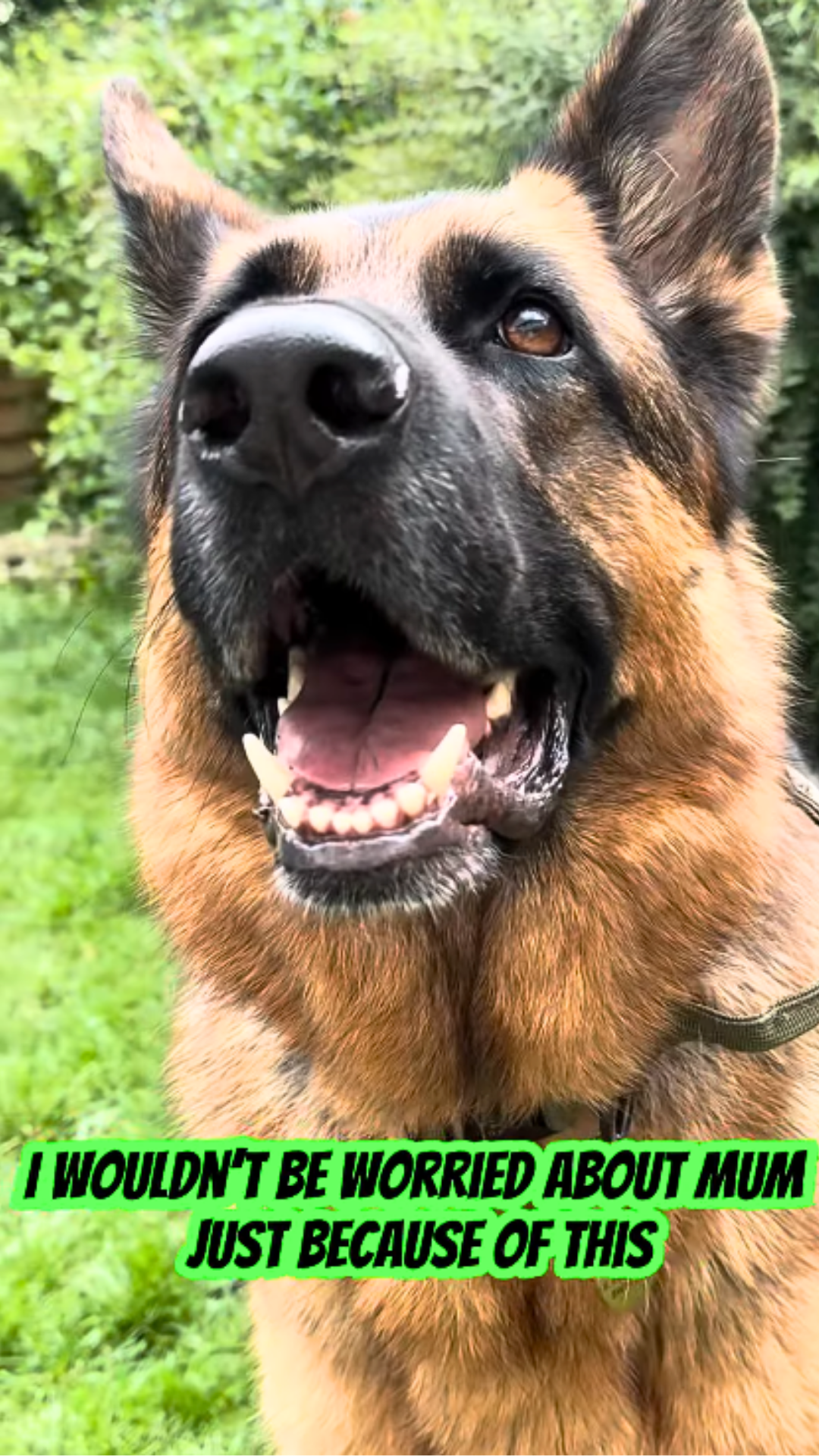 German shepherd thinks his mom is possessed