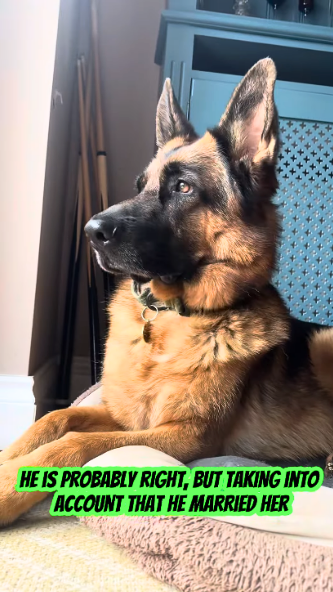 German shepherd reacts to human marriage