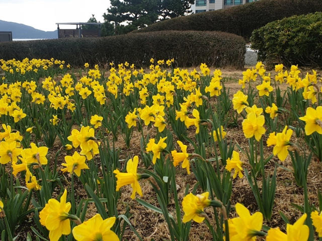 이기대공원·황령산 생태숲으로 수선화 보러 오세요