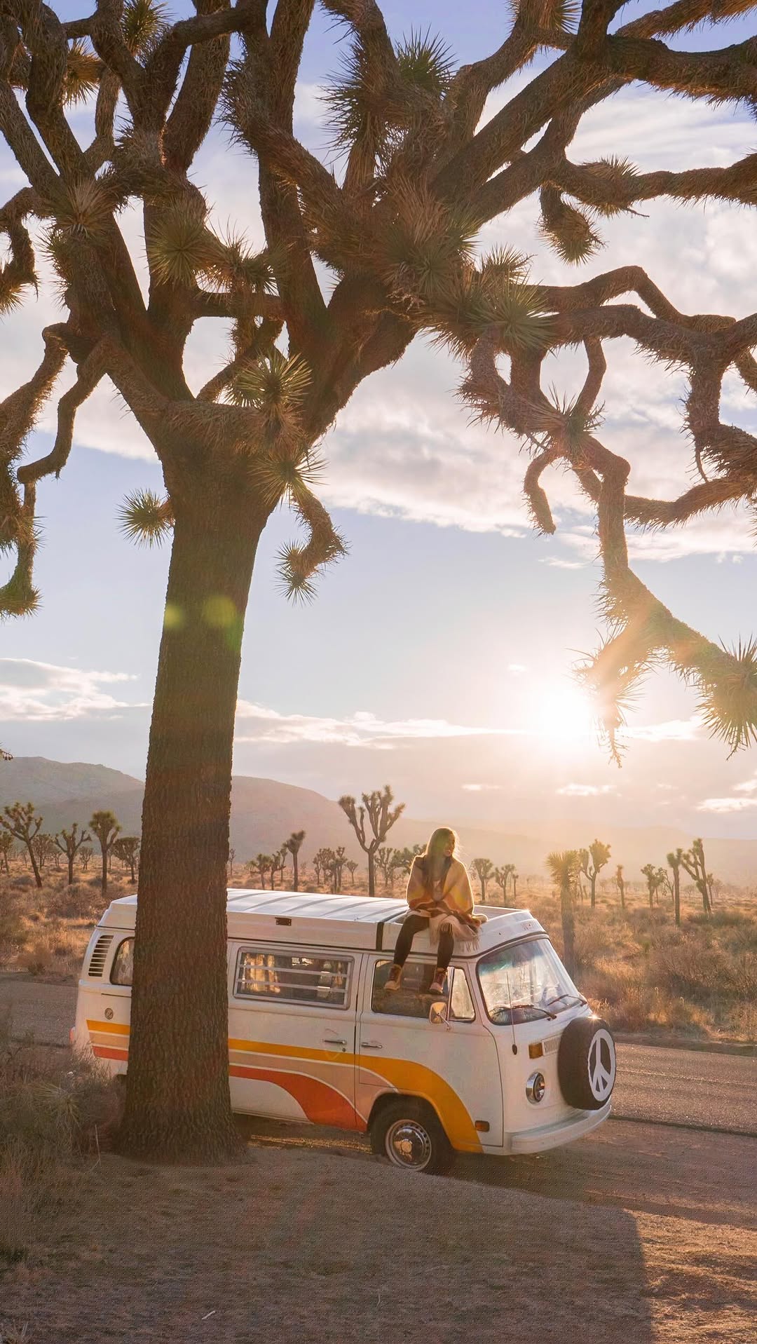 The stunning sights waiting to be discovered in Joshua Tree