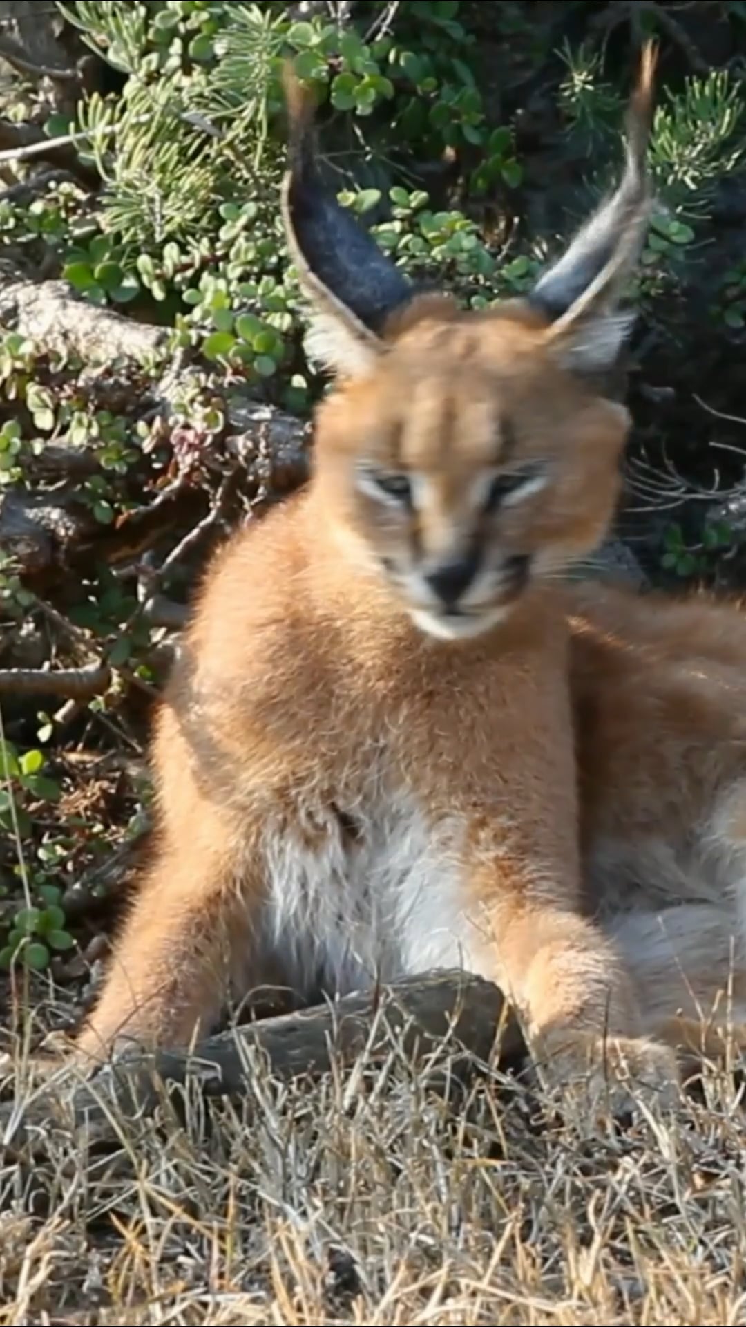 The caracal: Close-up footage of the African wild cat