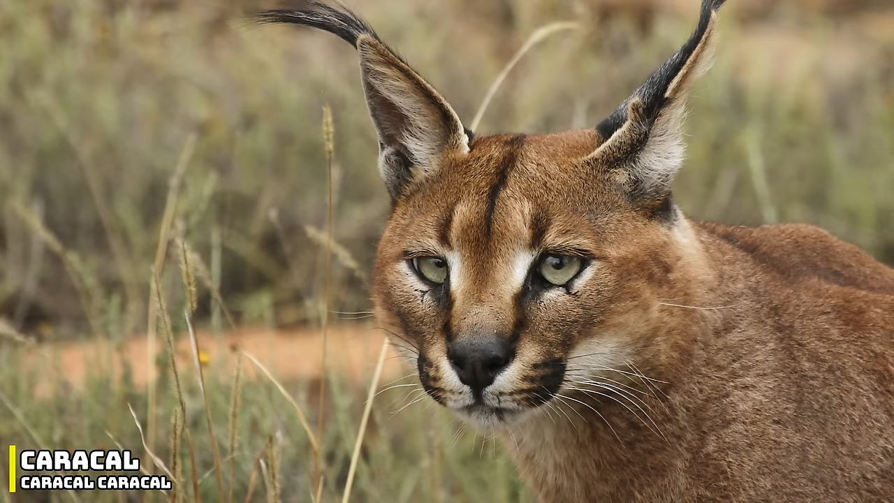 Watch what happens when a small wildcat takes down prey twice its size