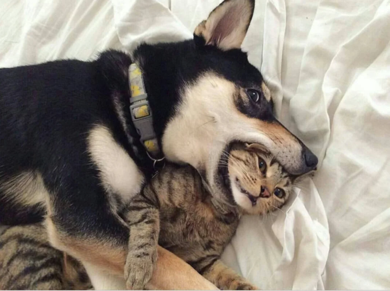 21 cat and dog memes that prove they’re frenemies for life