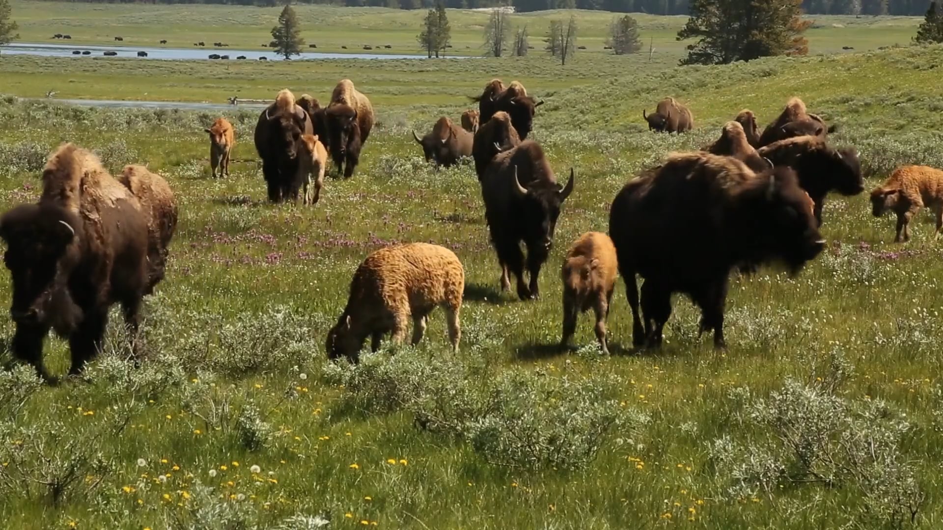 Drone flight over bison herds on the Great Plains - Worldwide