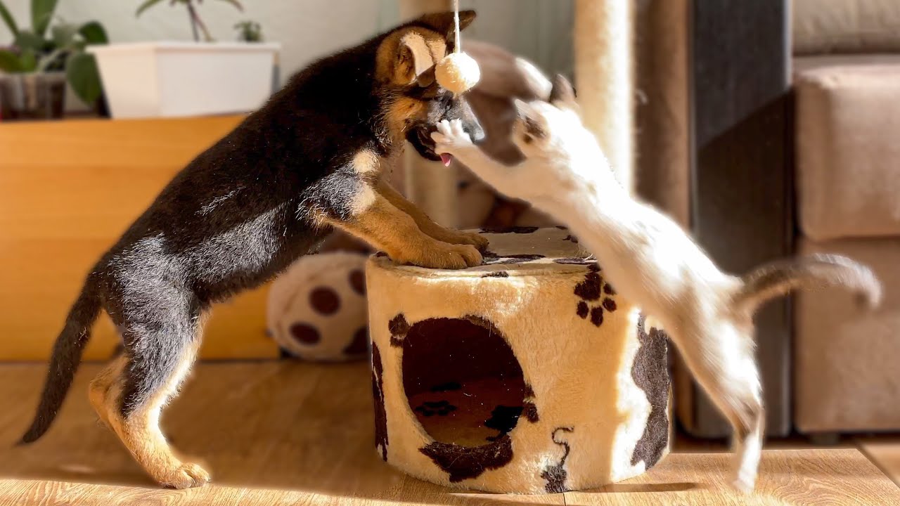 German shepherd puppy attempts toy heist from kitten