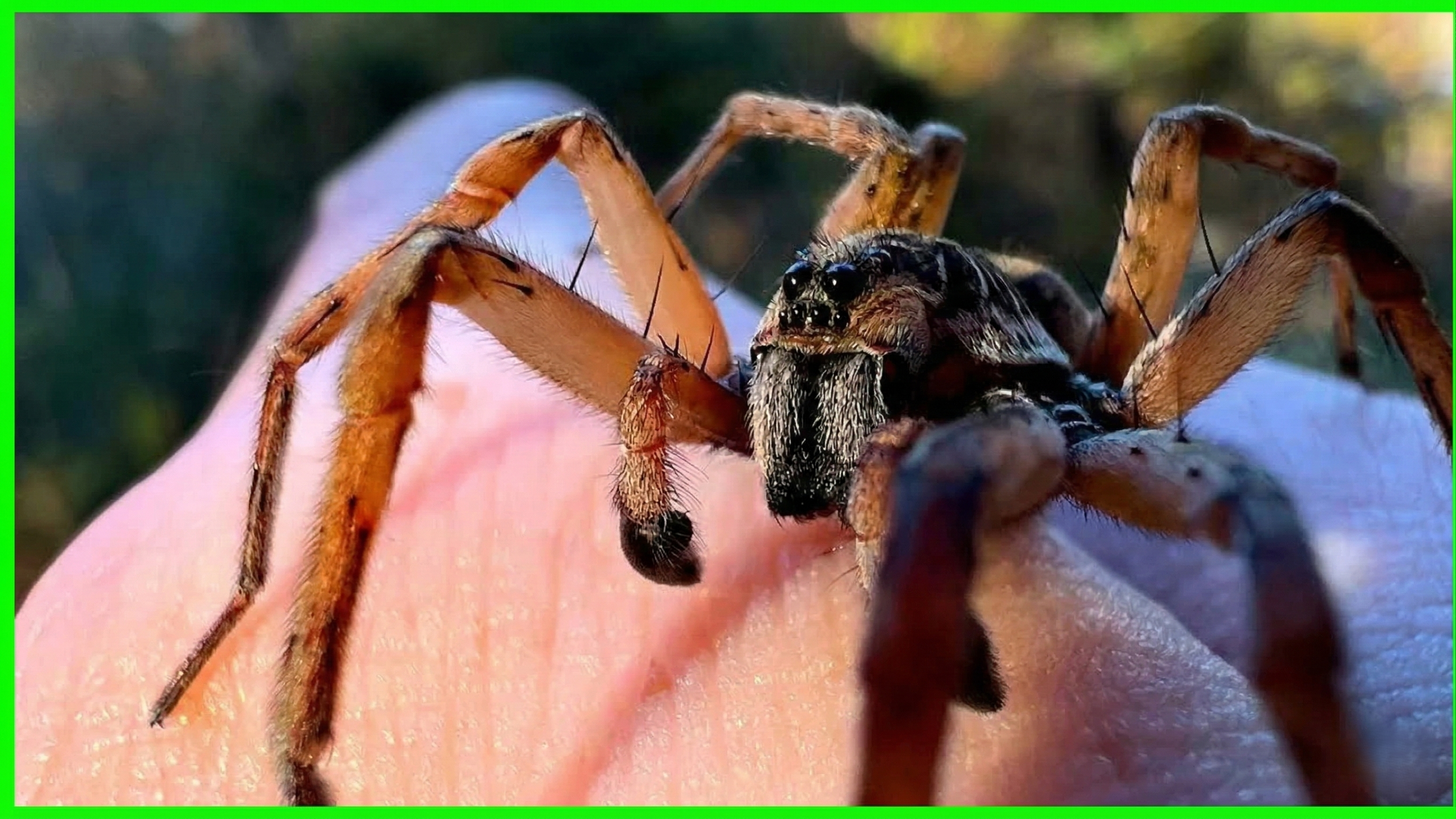 Giant wolf spider up close - why this fast ground hunter can still be ...