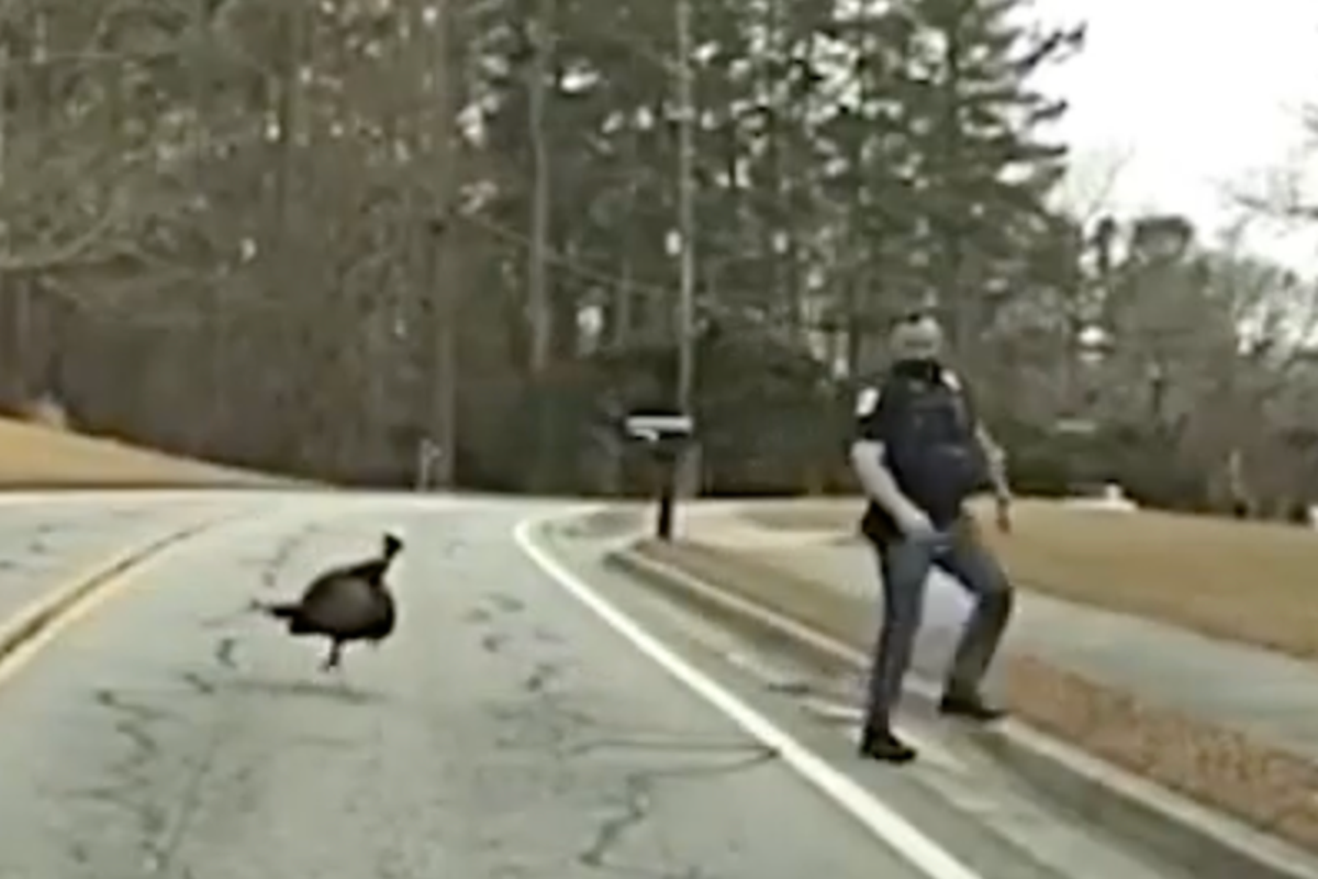 Watch: Henry the turkey’s hilarious standoff with police