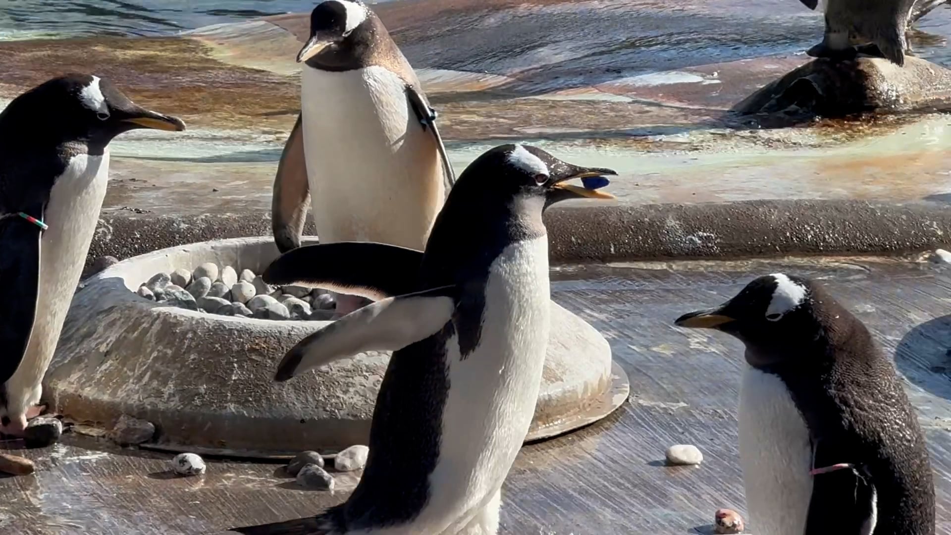 Penguins collecting breeding pebbles painted by kids in hospital