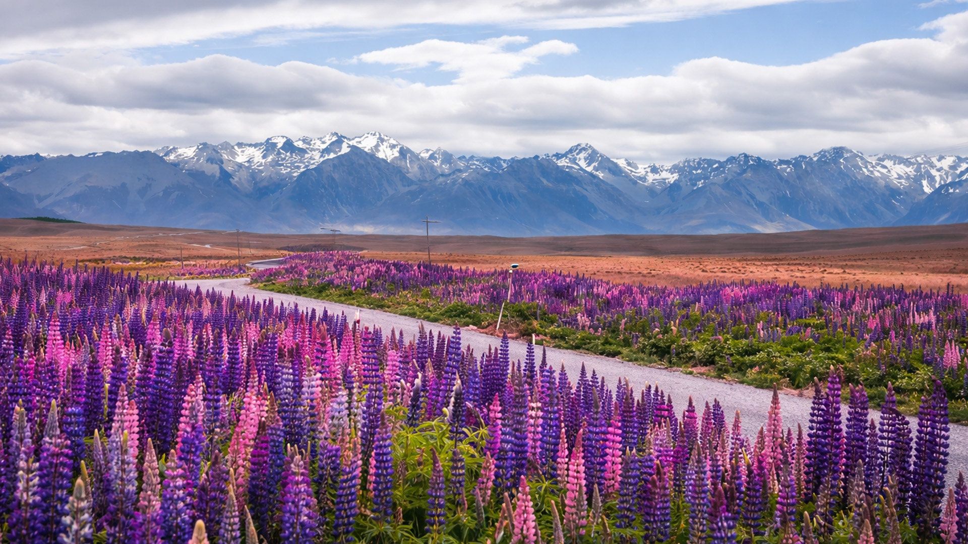 A highway through a sea of lupine flowers