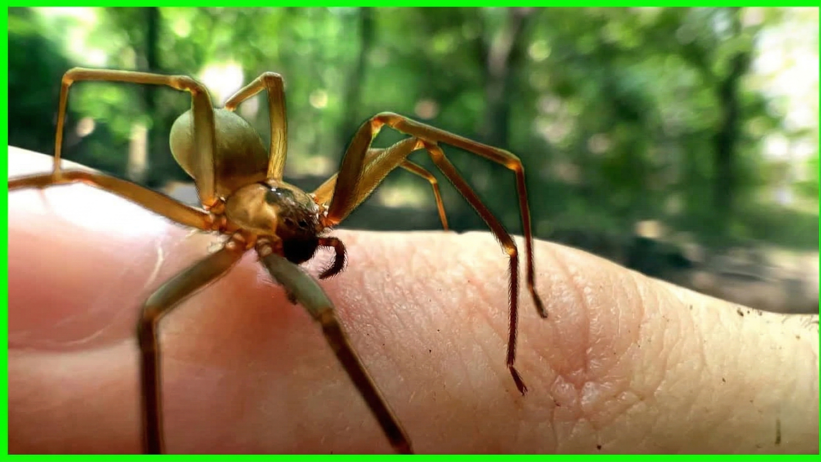 What makes the brown recluse spider genuinely dangerous to humans