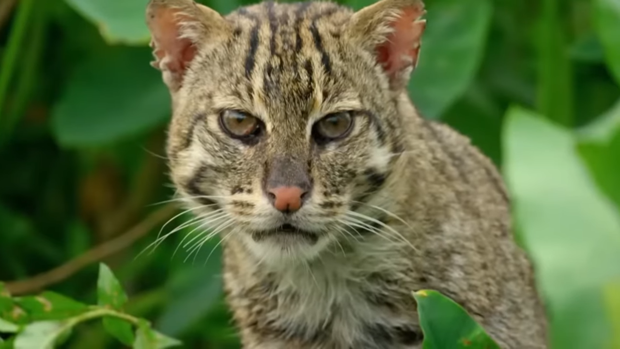 This Asian species was never meant to be here - but it’s spreading