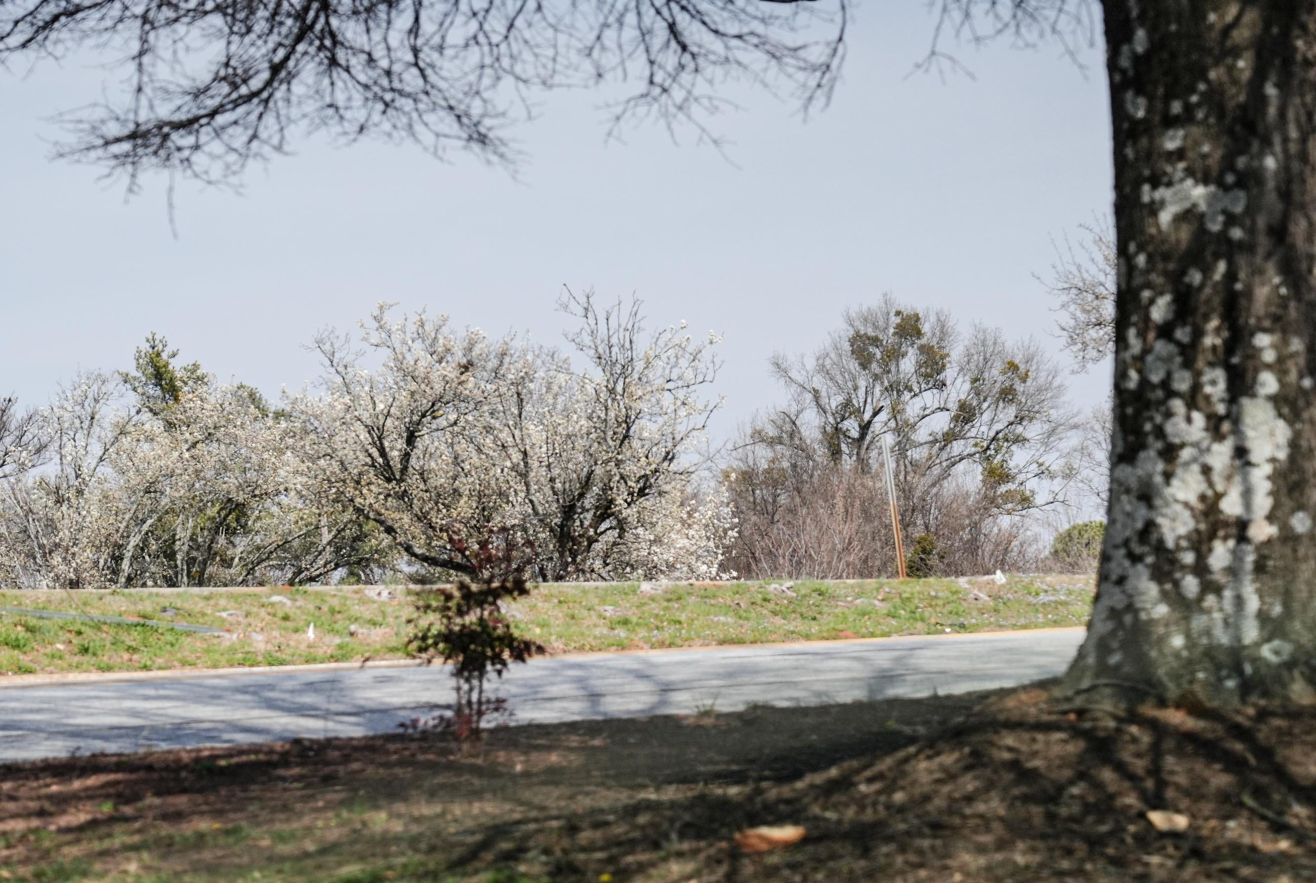 South Carolina’s pollen season is here. What to expect, how to prepare