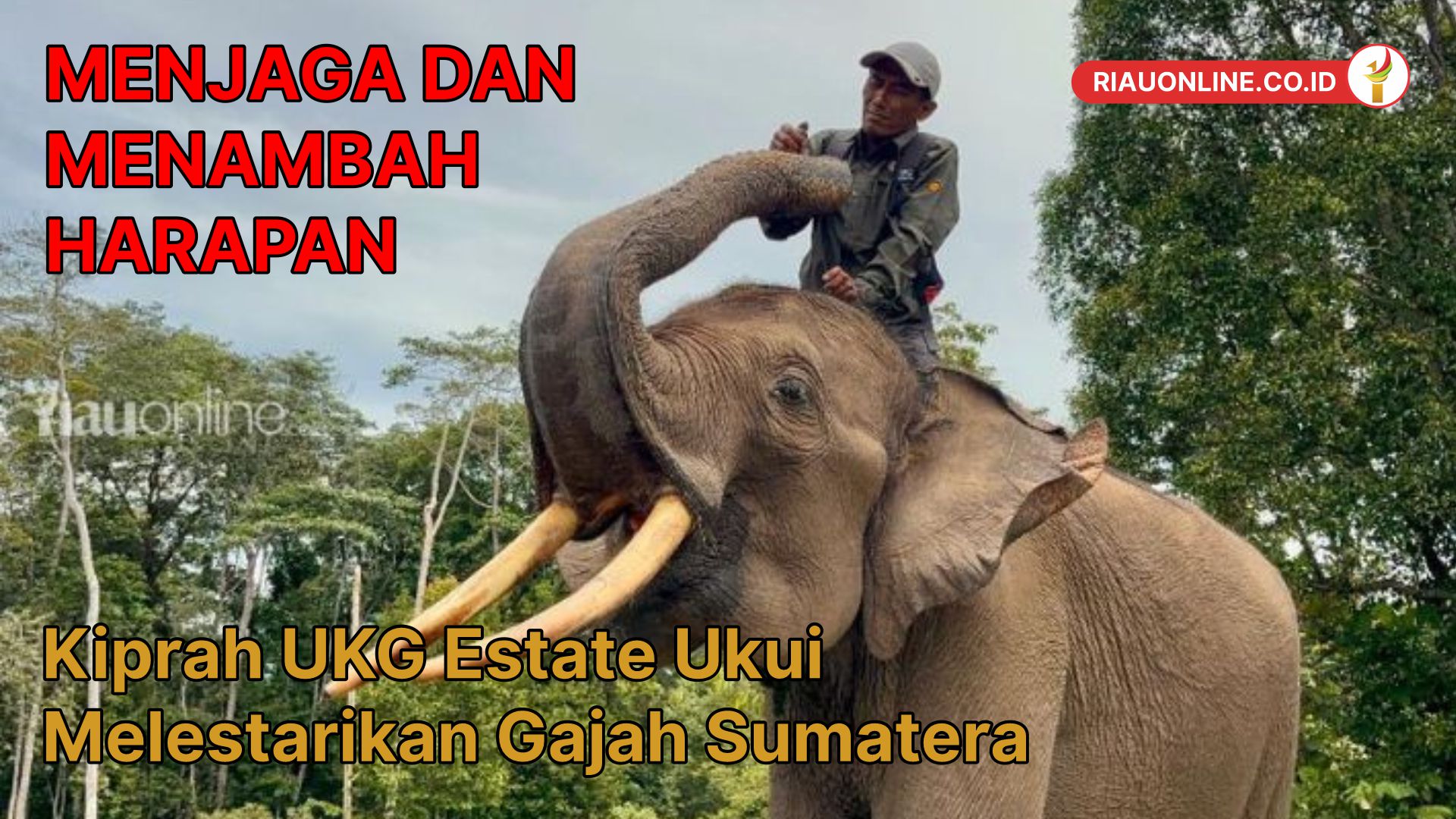 Menjaga dan menambah harapan, kiprah UKG Estate Ukui melestarikan gajah ...