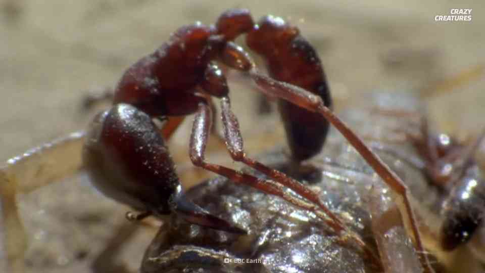The ant that explodes to kill its enemies