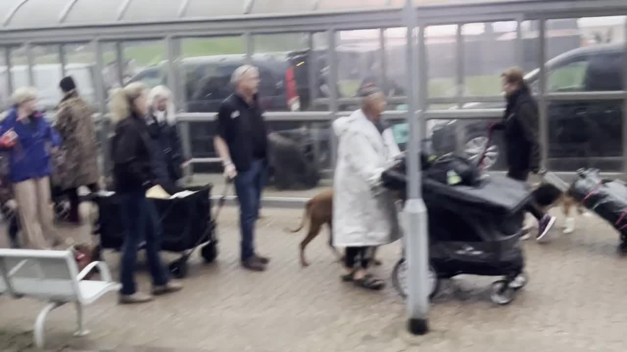 Dogs of all shapes and sizes form orderly queue for Crufts 2026