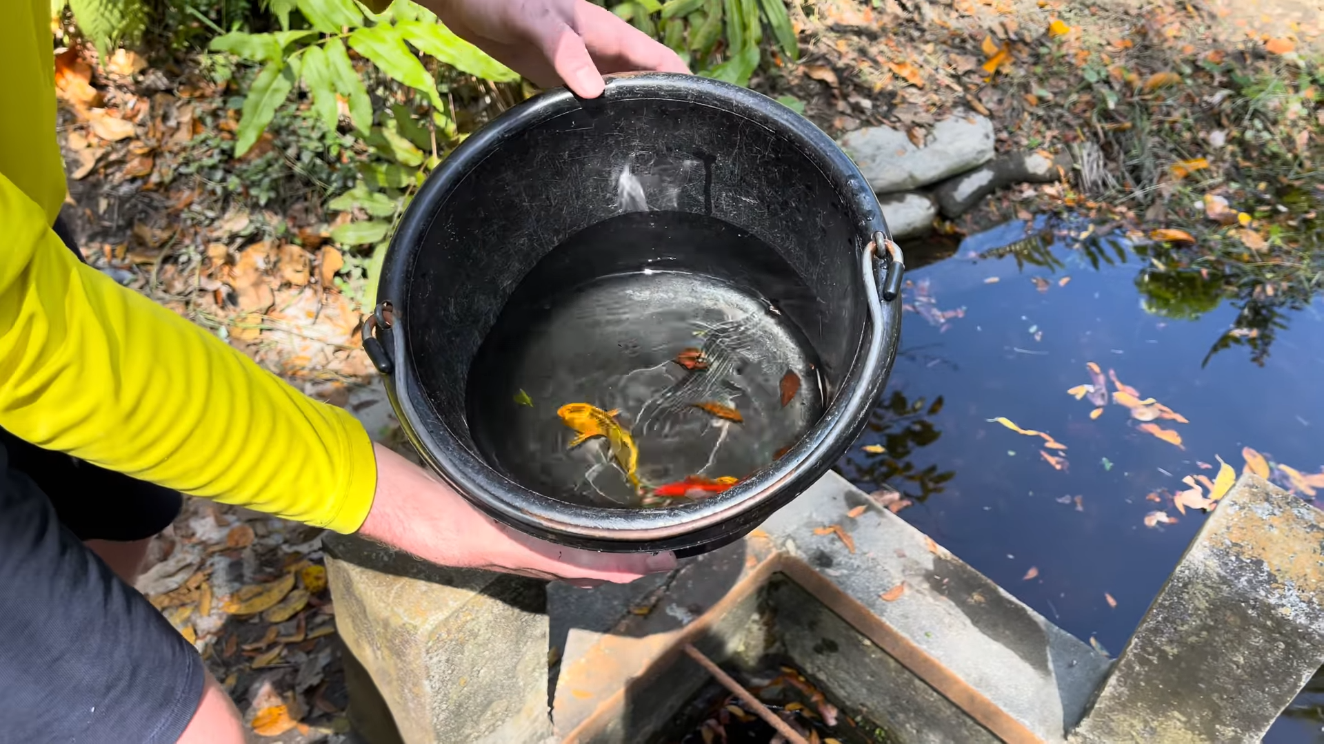 Catching koi fish in downtown Miami canals