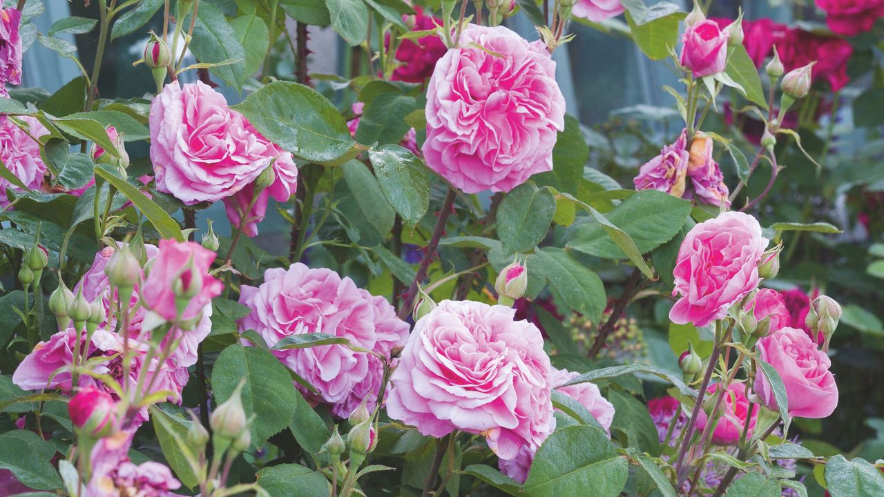 Don't forget to prune your roses before the window closes