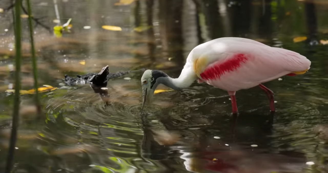 Watch what happens when a roseate spoonbill sweeps fish in shallow water