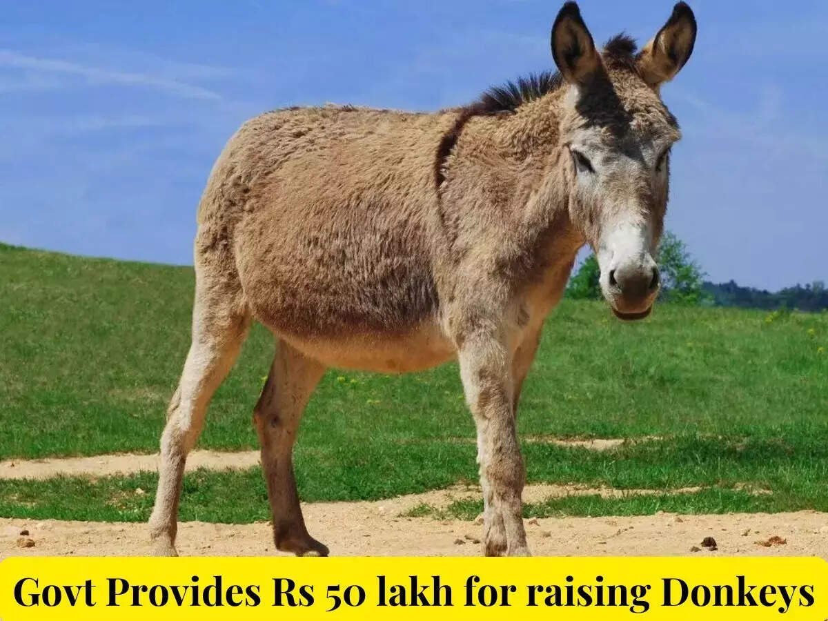 Govt offers up to Rs 50 lakh for donkey farming: Check eligibility, how ...