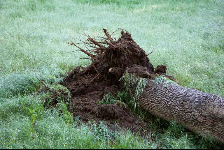 Six escape unhurt as fallen trees crush cars