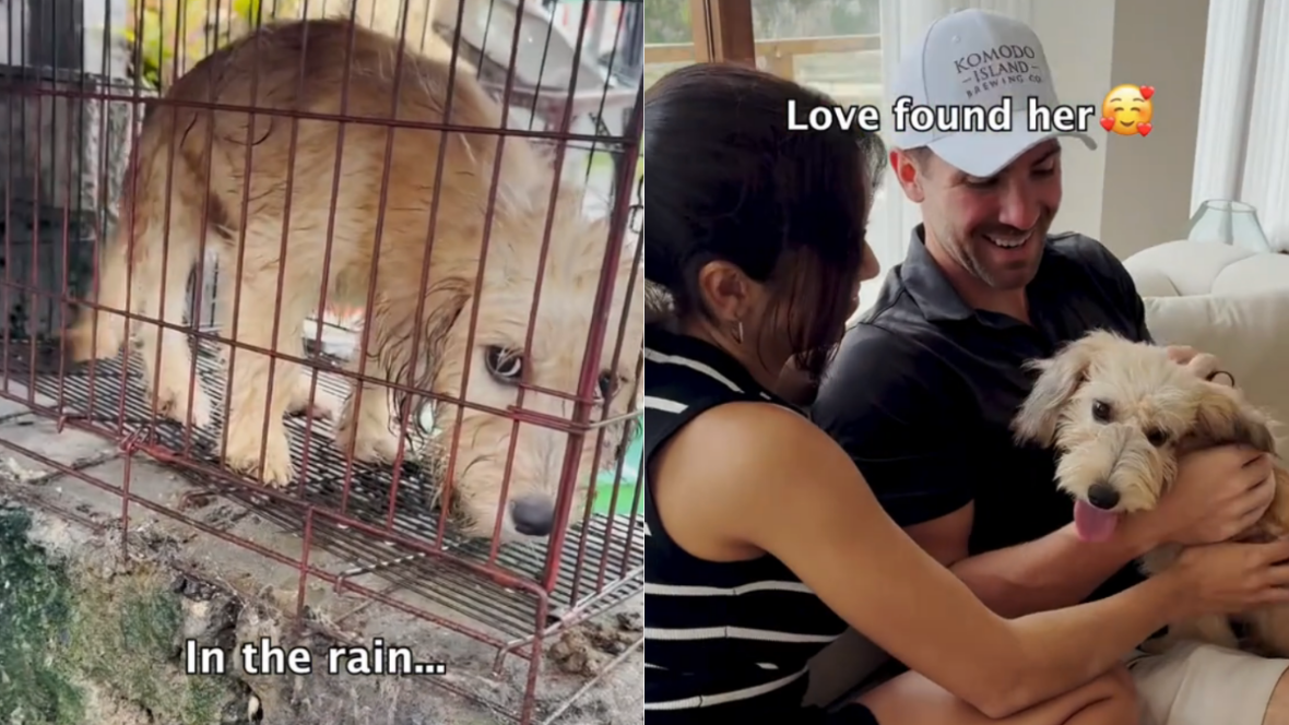 Watch the moment this dog ran free after 18 months in a cage