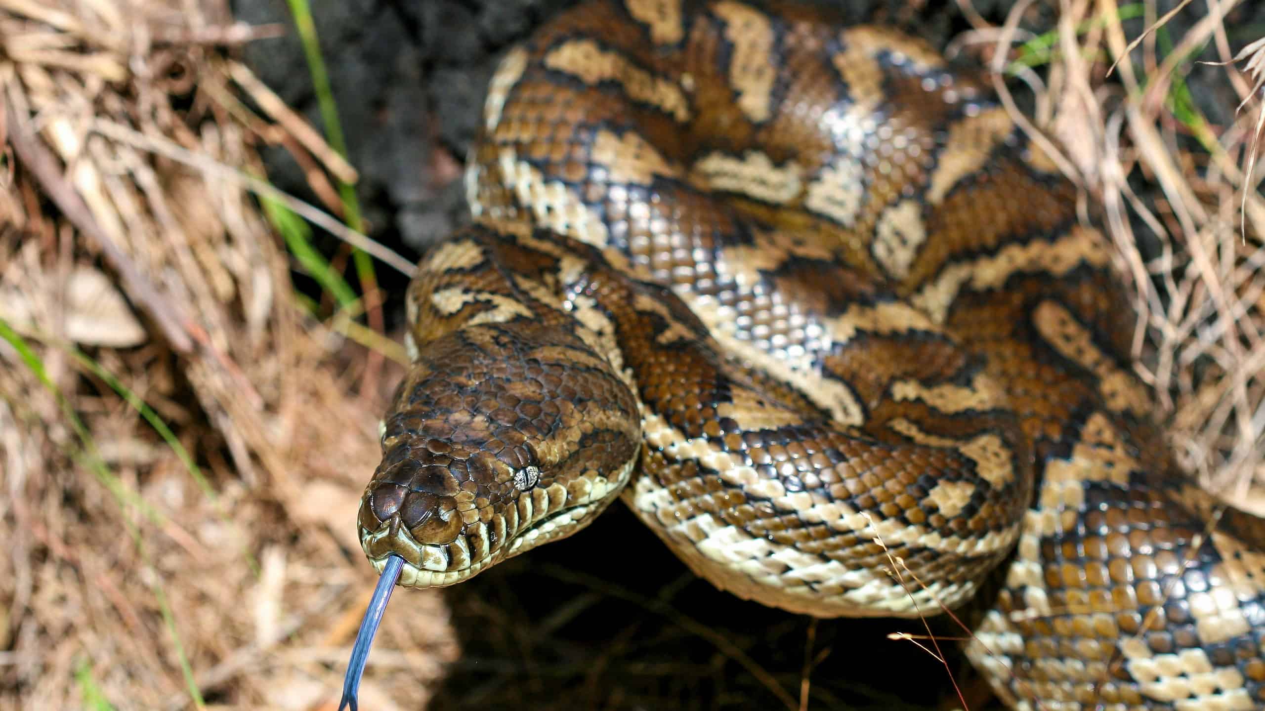 Woman sick for years shocked to learn a snake parasite was living in ...