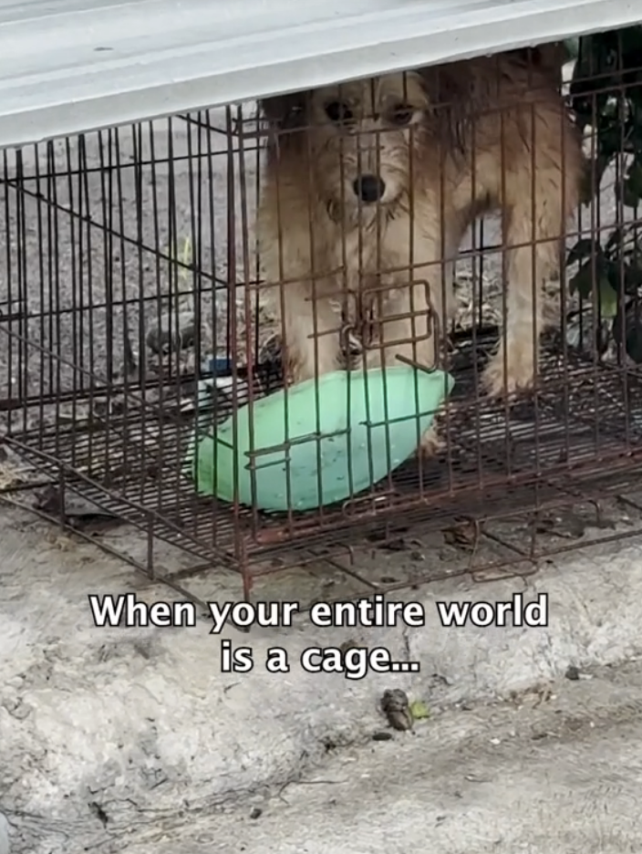 Watch the moment this dog ran free after 18 months in a cage