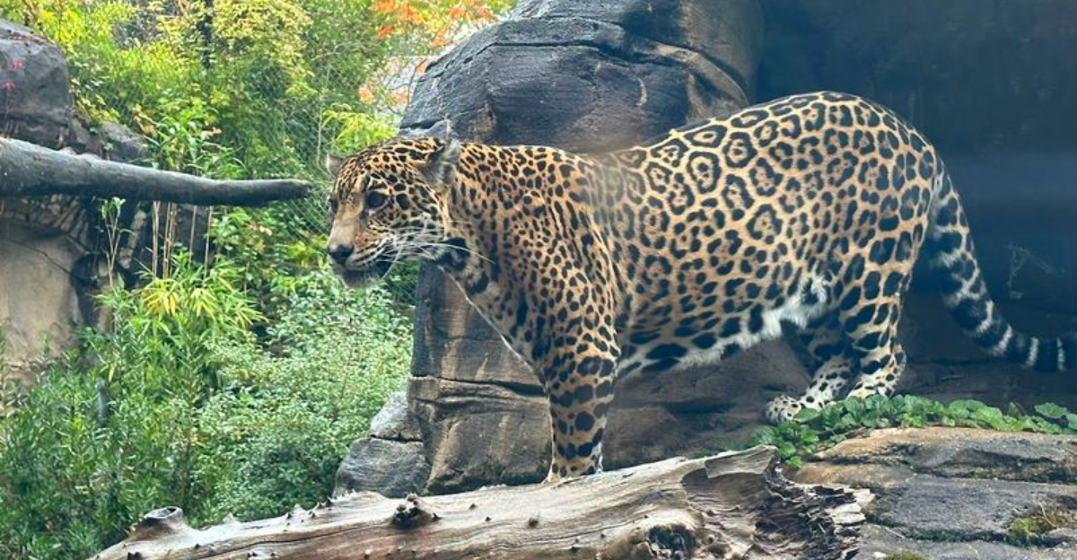 15 best zoos in the US to explore with family or friends