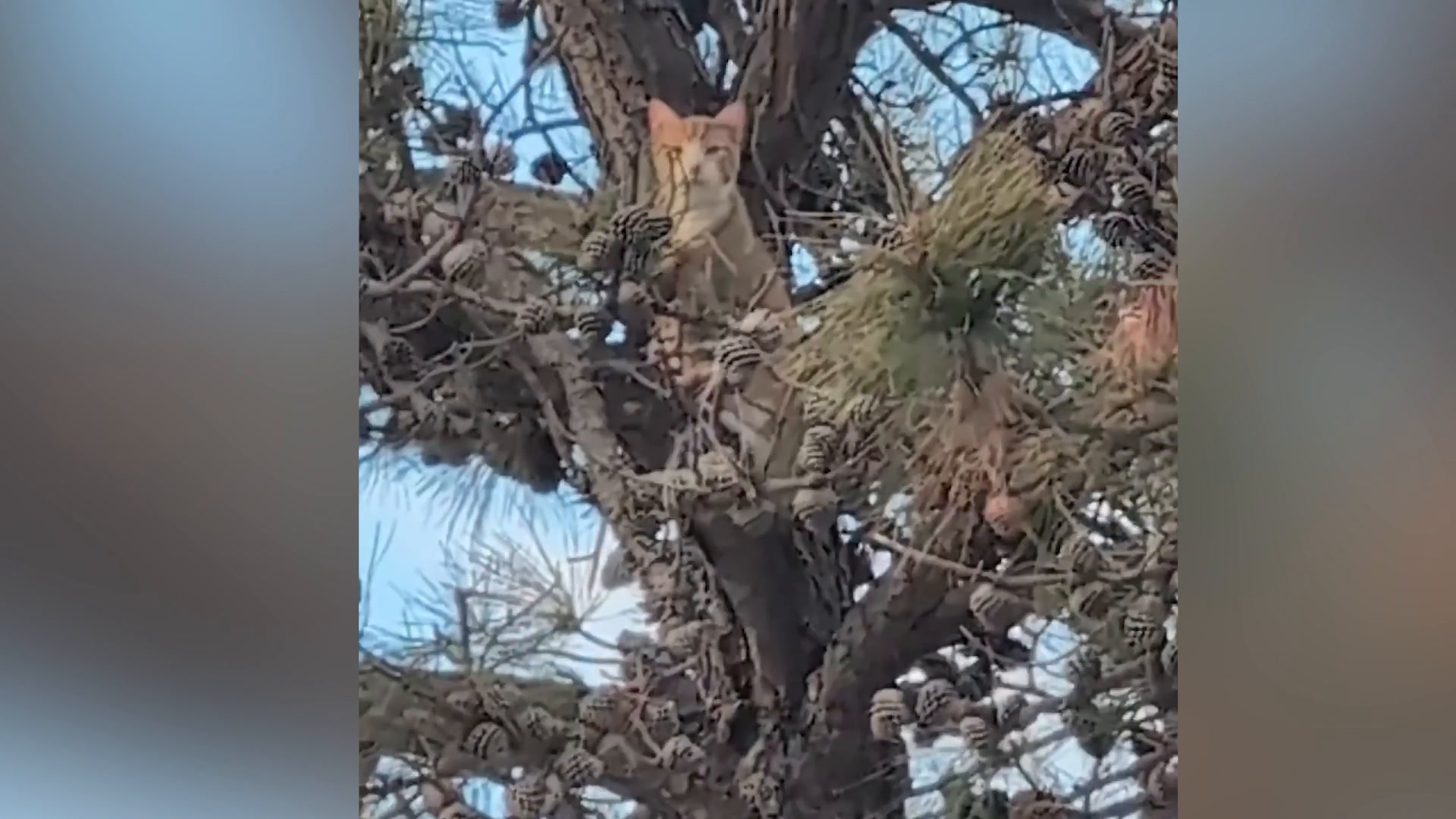Man rescues cat trapped in tree for three days