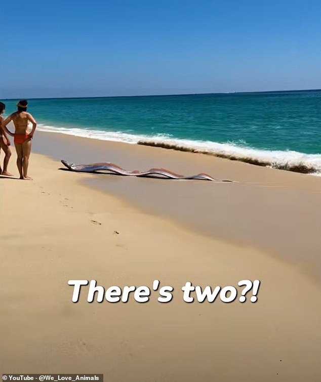 Rare 30-foot 'doomsday fish' sighting by US tourists sparks ancient ...
