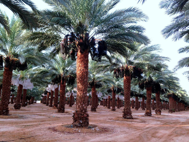 The Mejhoul date: Born in Morocco, dominated by Israel