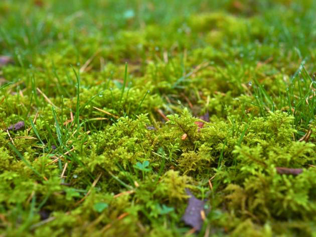 Kein Moos im Rasen: Wer jetzt handelt, hat im Sommer dichtes Gras