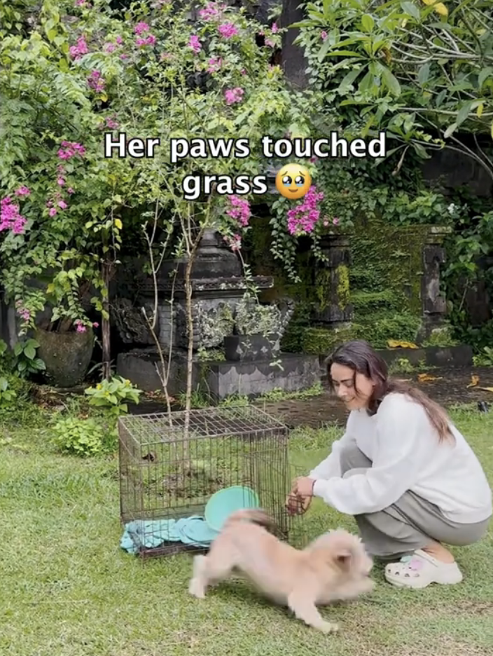 Watch the moment this dog ran free after 18 months in a cage
