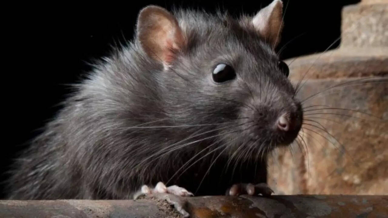 Meet the black rat that conquered the world: The tiny stowaway that ...