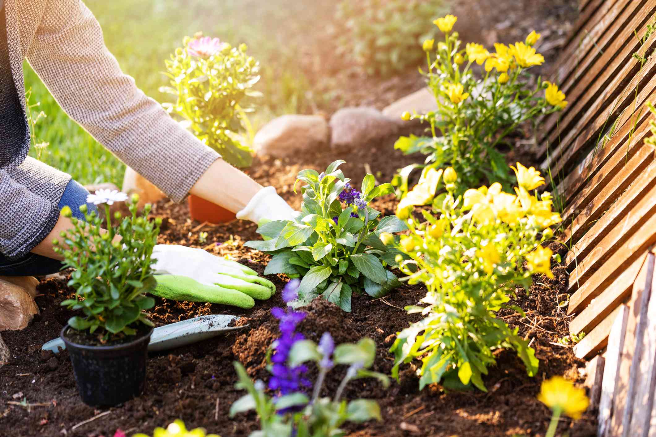 How to time your spring planting for a succession of blooms all spring