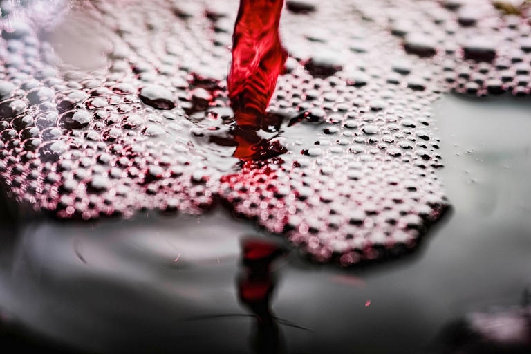 Dovremmo demonizzare il gin tonic piuttosto che il vino. Giovanni ...