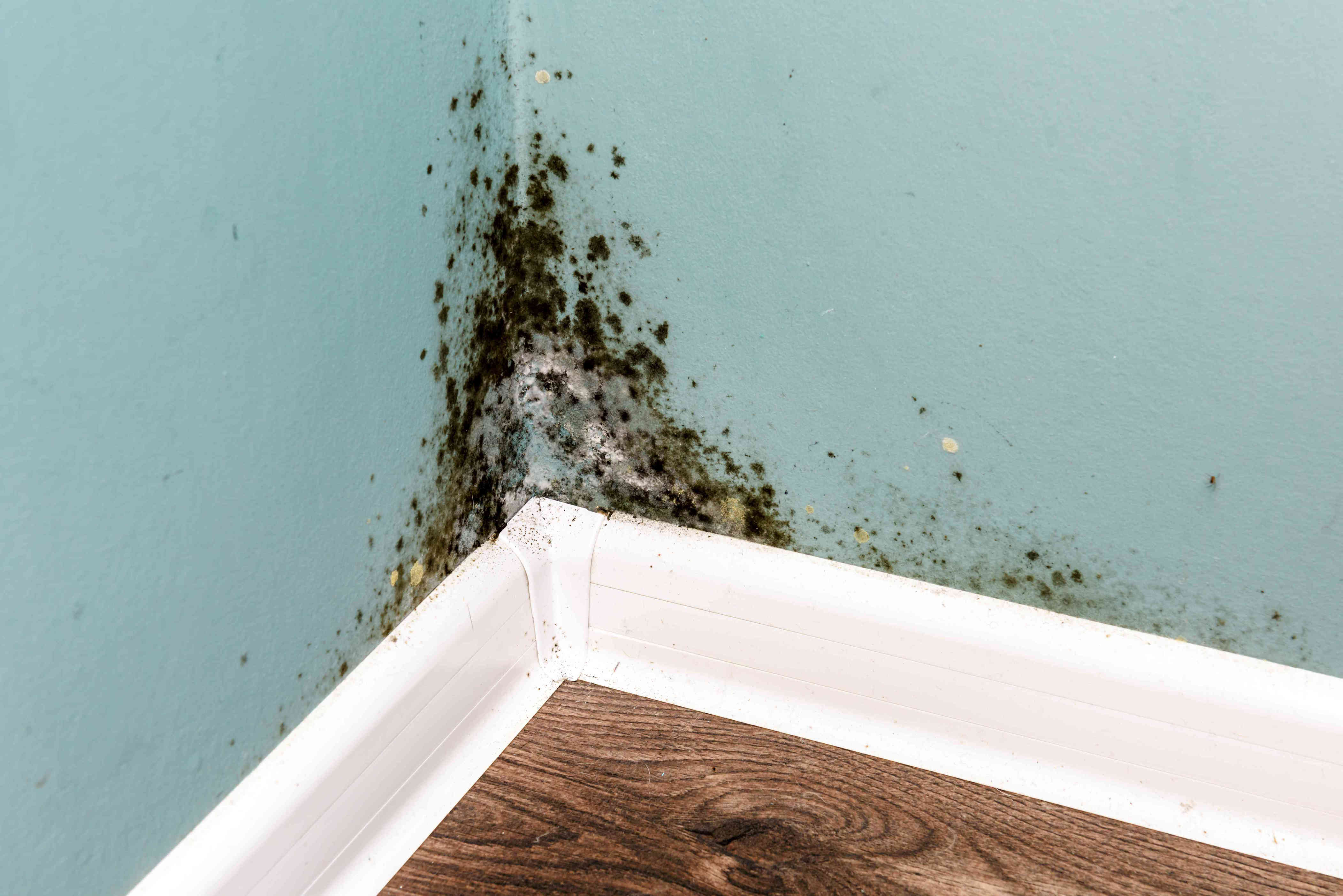 7 hidden places professional cleaners always check for mold
