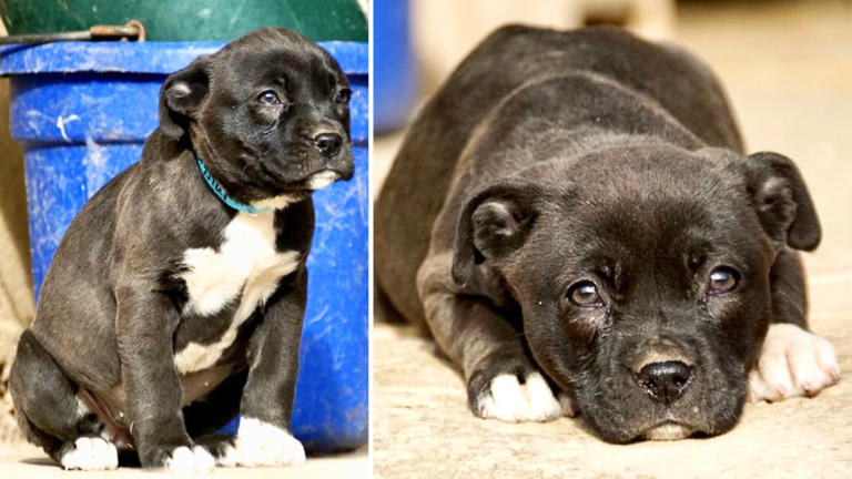 Little 8.3lb puppy is looking for love after neighbor kills her stray ...