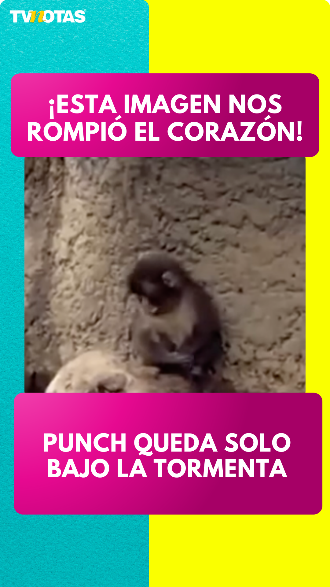 La triste escena de Punch bajo la lluvia: sin refugio, sin mamá y sin ...