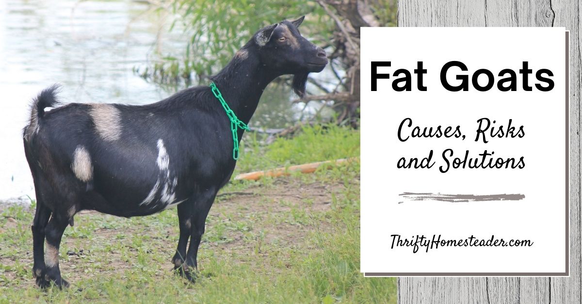 Fat goats: Causes, health risks, and how to safely help an overweight ...